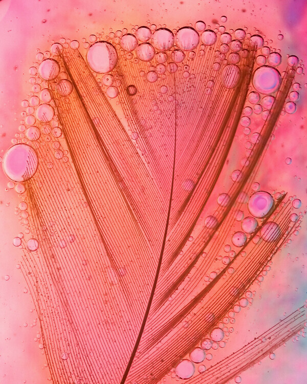 Ivan Lesica Plakát, Obraz - Feather, Oil and Water, Ivan Lesica, 30 × 40 cm
