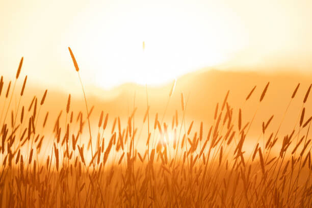 Vicki Smith Plakát, Obraz - bright sunlight over field, Vicki Smith, 40 × 26.7 cm