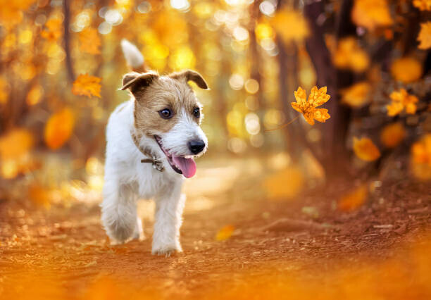 Wavetop Plakát, Obraz - Happy pet dog puppy walking in the forest, autumn concept, Wavetop, 40 × 26.7 cm