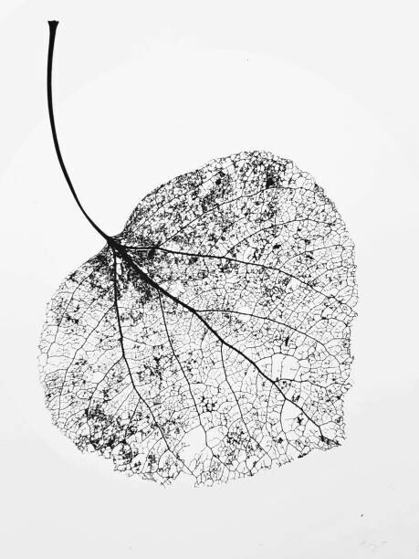 Denise Taylor Plakát, Obraz - leaf skeleton, Denise Taylor, 30 × 40 cm