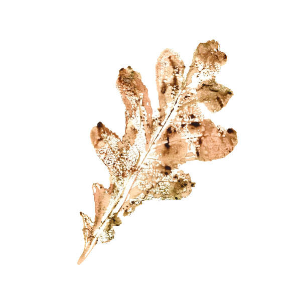 Maria Tolkacheva Plakát, Obraz - Oak leaf, Maria Tolkacheva, 40 × 40 cm