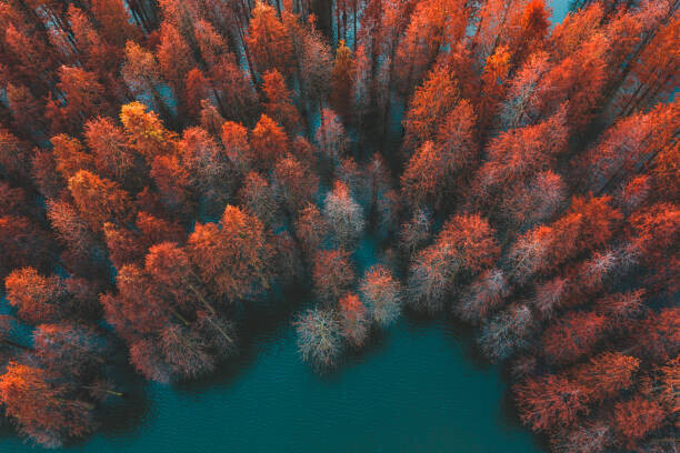 FanPro Plakát, Obraz - Autumn trees and green lake, FanPro, 40 × 26.7 cm
