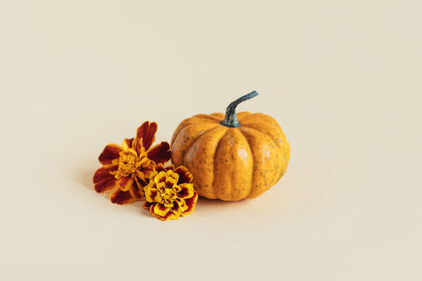 Inna Skaldutska Plakát, Obraz - Pumpkin with autumn marigold flowers, Inna Skaldutska, 40 × 26.7 cm