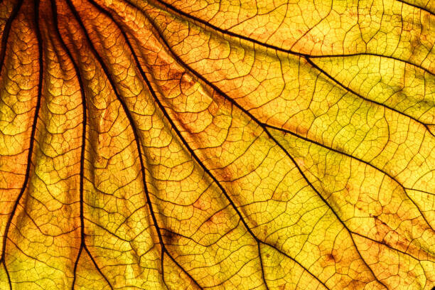 ilbusca Plakát, Obraz - Abstract backlit leaf background, ilbusca, 40 × 26.7 cm