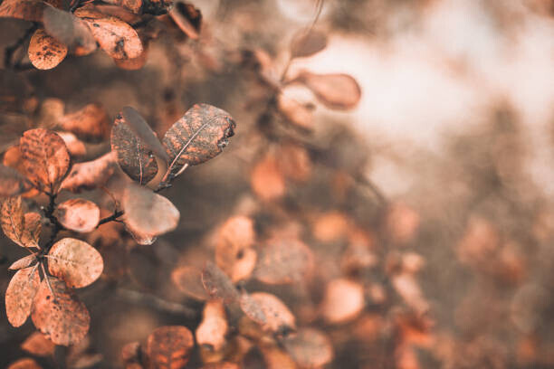 gadost Plakát, Obraz - autumn scene with orange leaves and blurred brown branches, gadost, 40 × 26.7 cm