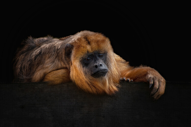 Mathilde Guillemot Plakát, Obraz - I'm Bored - Baboune - Alouatta Macconnelli, Mathilde Guillemot, 40 × 26.7 cm