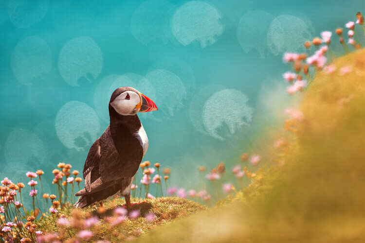 Peter Krocka Plakát, Obraz - Atlantic puffin (Fratercula arctica), Peter Krocka, 40 × 26.7 cm