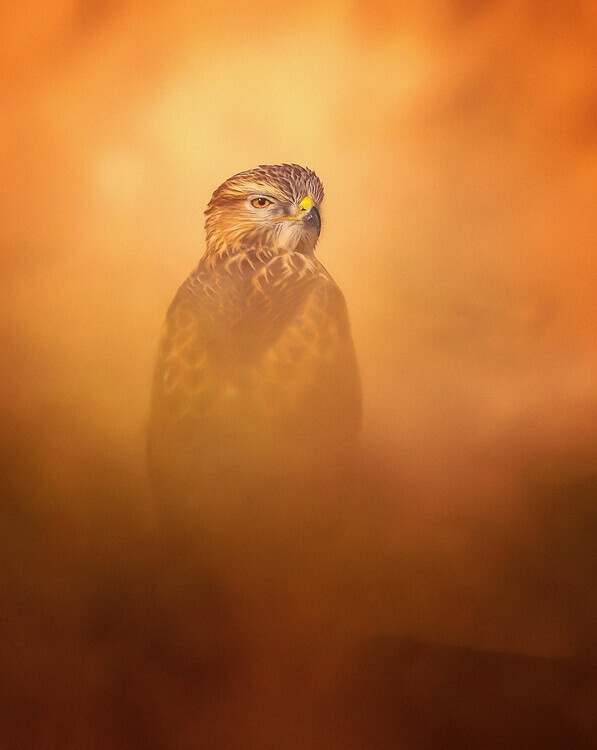 Faisal Alnomas Plakát, Obraz - Long-legged Buzzard, Faisal Alnomas, 30 × 40 cm