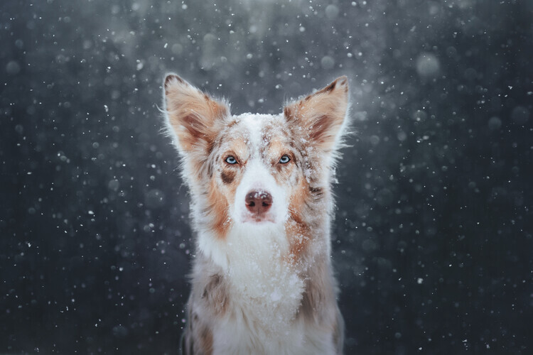 Ve Shandor Plakát, Obraz - Blizzard, Ve Shandor, 40 × 26.7 cm