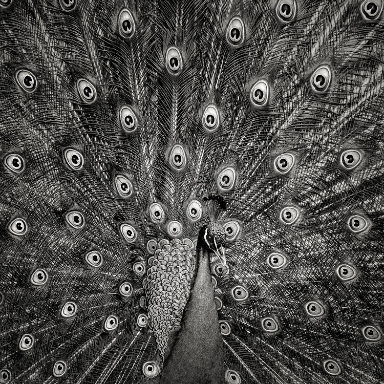 Christian Meermann Plakát, Obraz - Peacock, Christian Meermann, 40 × 40 cm
