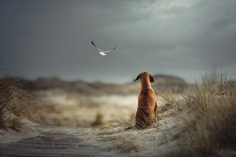Heike Willers Plakát, Obraz - FREEDOM, Heike Willers, 40 × 26.7 cm