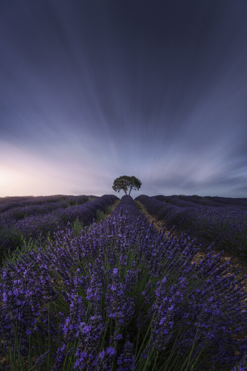 Jorge Ruiz Dueso Plakát, Obraz - The tree and the lavender, Jorge Ruiz Dueso, 26.7 × 40 cm
