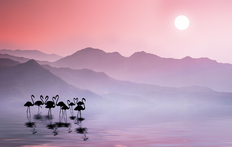 Bess Hamiti Plakát, Obraz - Flamingos Sunset, Bess Hamiti, 40 × 26.7 cm
