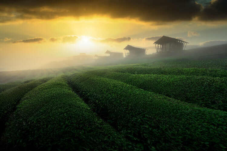 NingYun Ye Plakát, Obraz - misty sunrise in tea garden, NingYun Ye, 40 × 26.7 cm