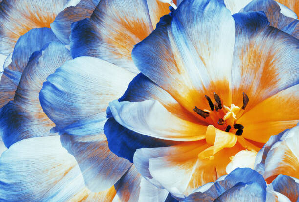 Fnadya76 Plakát, Obraz - Tulips flowers  blue.  Floral, Fnadya76, 40 × 26.7 cm