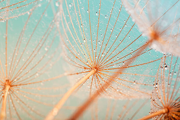 filipfoto Plakát, Obraz - Dandelion seed with water drops, filipfoto, 40 × 26.7 cm