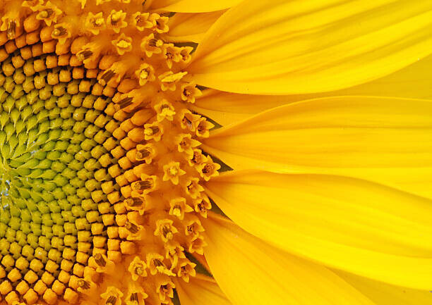 Salma_lx Plakát, Obraz - Closeup of a section of a sunflower, Salma_lx, 40 × 30 cm