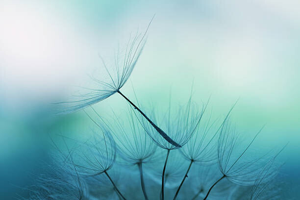 Jasmina007 Plakát, Obraz - Dandelion seed, Jasmina007, 40 × 26.7 cm