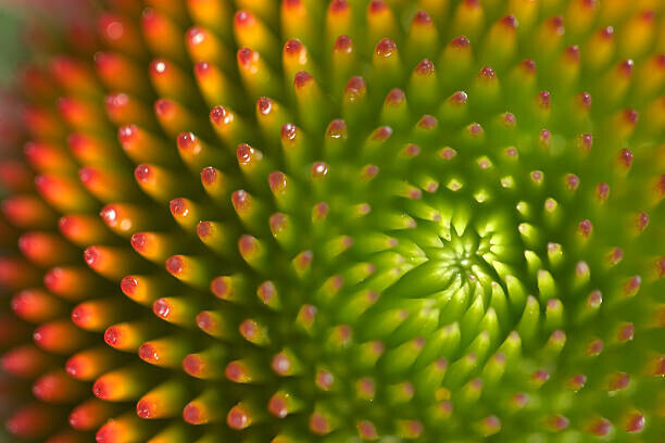 John Long Plakát, Obraz - Macro Detail of Echinacea flower, John Long, 40 × 26.7 cm
