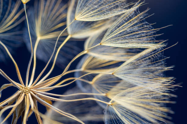 ihsanyildizli Plakát, Obraz - Dandelion, ihsanyildizli, 40 × 26.7 cm