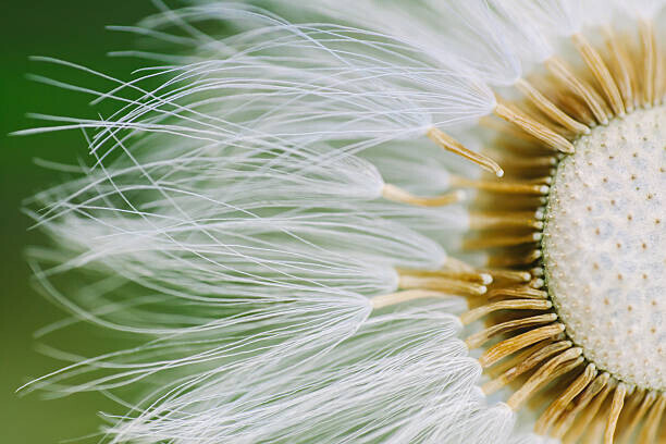Daniela Garling Plakát, Obraz - Dandelion Close-Up, Daniela Garling, 40 × 26.7 cm