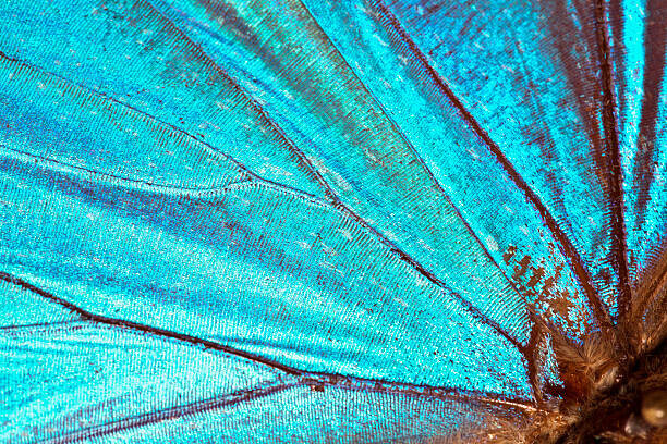 JodiJacobson Plakát, Obraz - Butterfly wing background, JodiJacobson, 40 × 26.7 cm