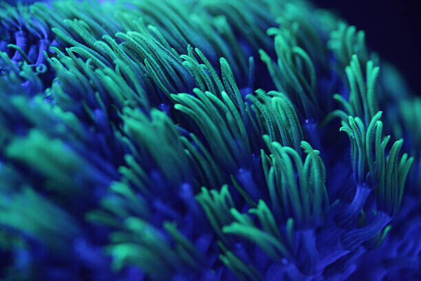 kickers Plakát, Obraz - Macro shor of colorful corals, kickers, 40 × 26.7 cm