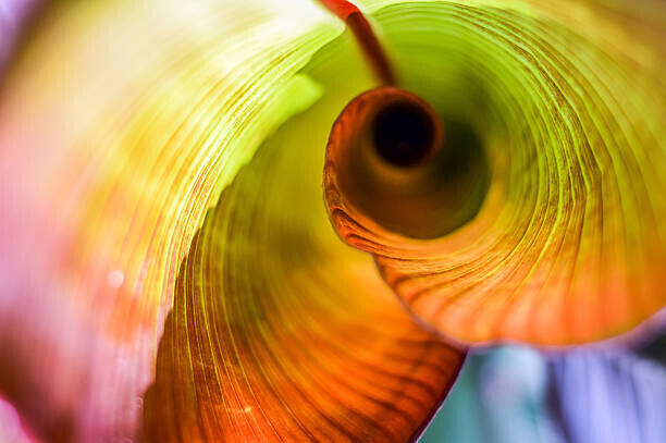 sebastianosecondi Plakát, Obraz - Red Abyssinian Banana Leaf Curl, sebastianosecondi, 40 × 26.7 cm