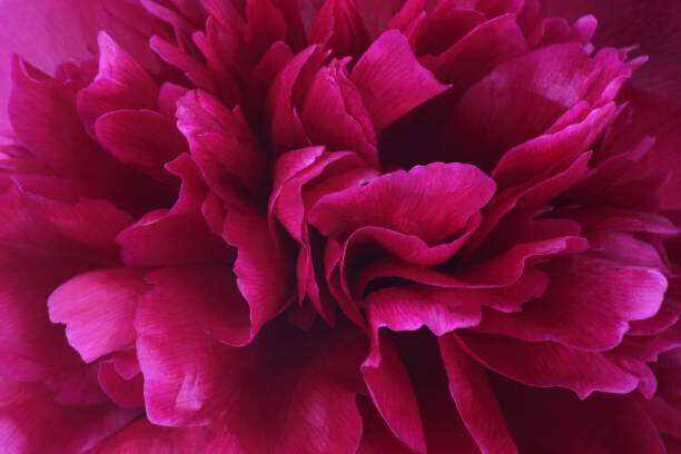 Rosemary Calvert Plakát, Obraz - Vibrant deep pink petals at centre, Rosemary Calvert, 40 × 26.7 cm