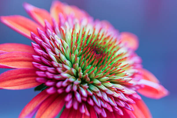 Daniela Duncan Plakát, Obraz - Gorgeous echinacea, Daniela Duncan, 40 × 26.7 cm