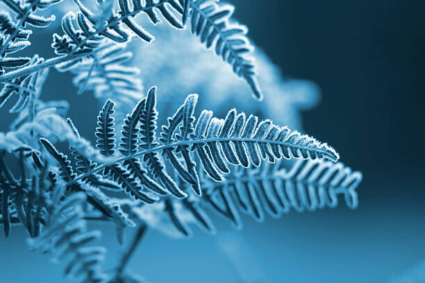 s5iztok Plakát, Obraz - A blue monochromatic photo of frozen fern leaves, s5iztok, 40 × 26.7 cm