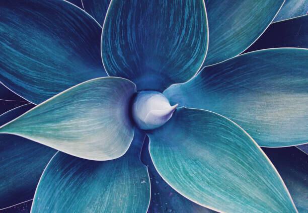 Kira-Yan Plakát, Obraz - Floral ultra violet abstract natural floral, Kira-Yan, 40 × 26.7 cm