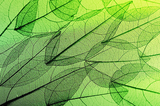 Andrey Danilovich Plakát, Obraz - leaves skeleton background, Andrey Danilovich, 40 × 26.7 cm