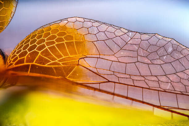 gulfu photography Plakát, Obraz - Macro photos of Dragon fly Wings, gulfu photography, 40 × 26.7 cm