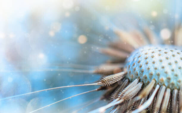 loops7 Plakát, Obraz - Dandelion in the Sunlight, loops7, 40 × 24.8 cm