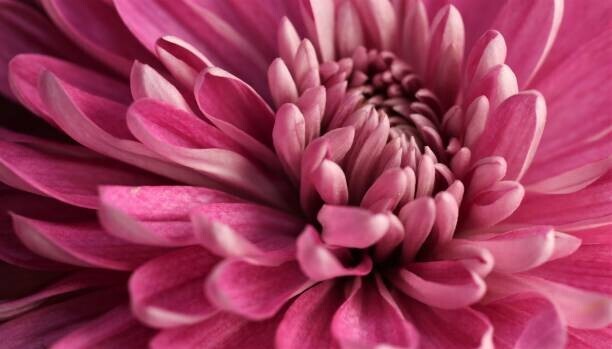 Luann P. / 500px Plakát, Obraz - Close-up of pink dahlia,Portland,Oregon,United States,USA, Luann P. / 500px, 40 × 22.2 cm