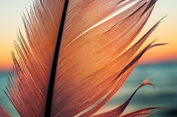 katkov Plakát, Obraz - Bird feather on sunset background, katkov, 40 × 26.7 cm