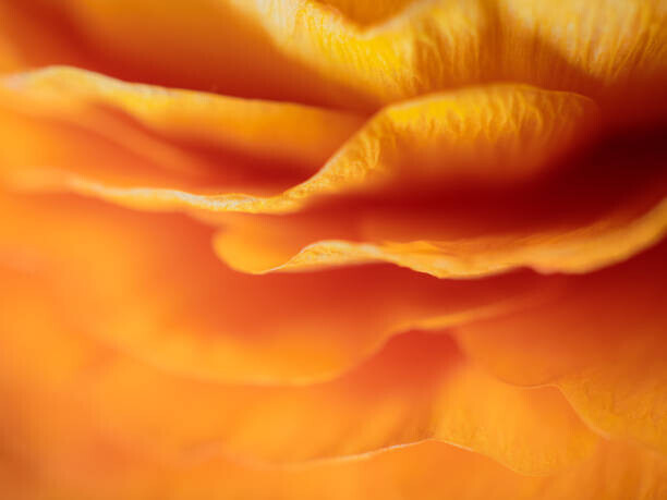 Lazypixel / Brunner Sébastien Plakát, Obraz - Dreamy Macro Orange Peony 6, Lazypixel / Brunner Sébastien, 40 × 30 cm