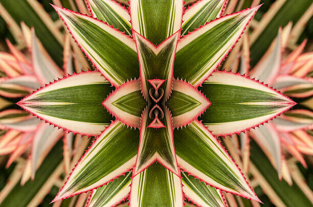 Harry Hull III Plakát, Obraz - Close-up of variegated leaves of an, Harry Hull III, 40 × 26.7 cm