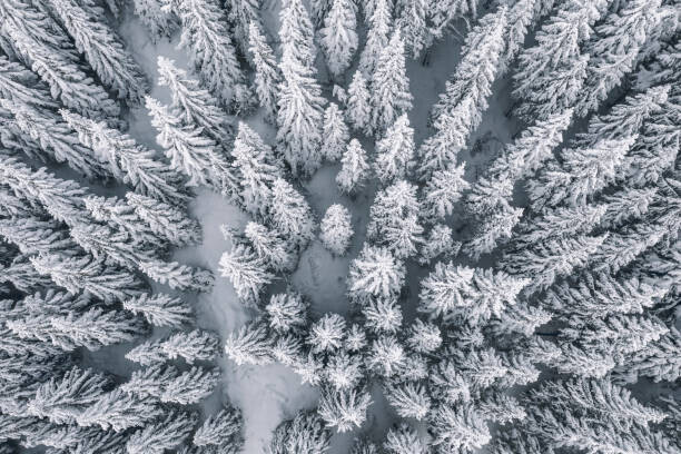Nirian Plakát, Obraz - Aerial view of pine trees covered with snow, Nirian, 40 × 26.7 cm