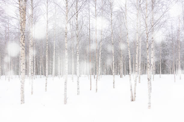 Roberto Moiola / Sysaworld Plakát, Obraz - White snowflakes falling over birch tree, Roberto Moiola / Sysaworld, 40 × 26.7 cm