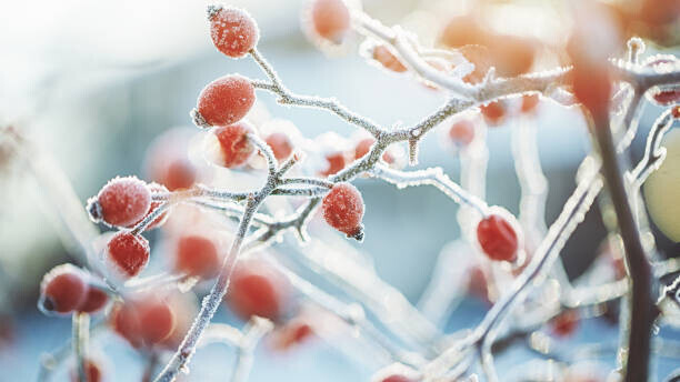Rike_ Plakát, Obraz - Frozen Dog rose on a cold dark winter day, Rike_, 40 × 22.2 cm