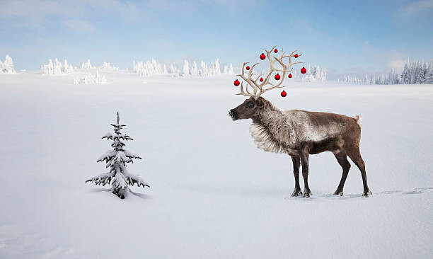 Per Breiehagen Plakát, Obraz - a reindeer with ornaments in his antlers by tree, Per Breiehagen, 40 × 23.9 cm