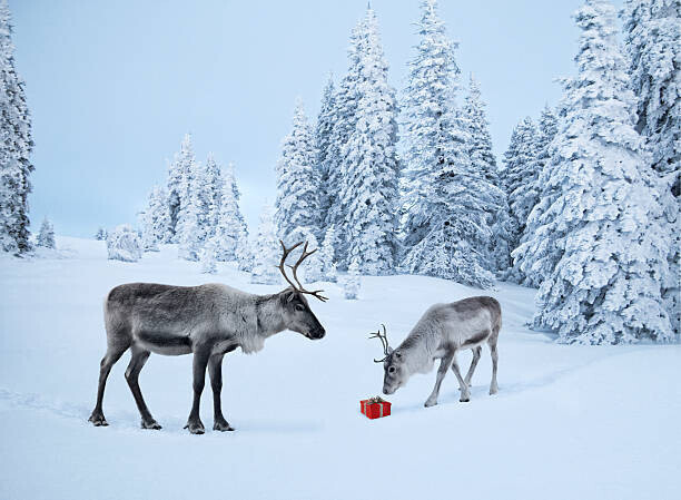 Per Breiehagen Plakát, Obraz - Mother reindeer with her baby and a xmas gift, Per Breiehagen, 40 × 30 cm