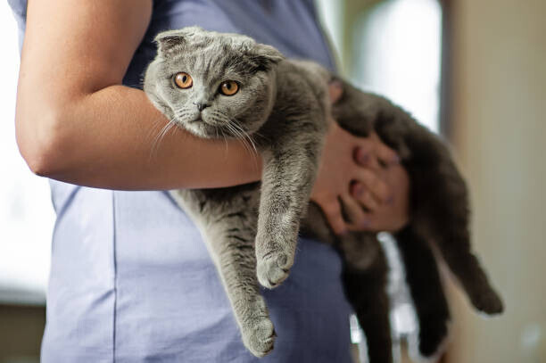 Yulia Shaihudinova Plakát, Obraz - Cat owner is holding a Scottish, Yulia Shaihudinova, 40 × 26.7 cm
