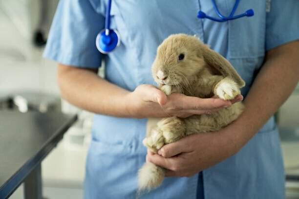 xavierarnau Plakát, Obraz - Pet Rabbit Getting Annual Check-Up at, xavierarnau, 40 × 26.7 cm