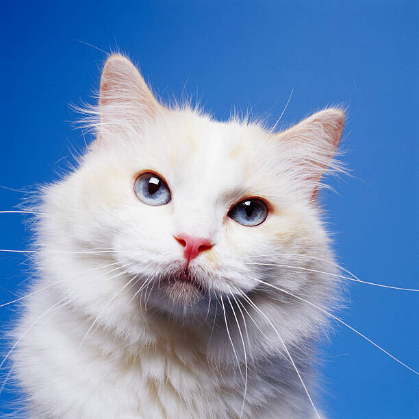 GK Hart/Vikki Hart Plakát, Obraz - Head of White Cat, GK Hart/Vikki Hart, 40 × 40 cm