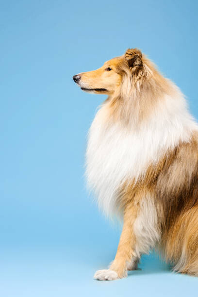 Olga Ovcharenko Plakát, Obraz - Cute Rough Collie dog on blue background, Olga Ovcharenko, 26.7 × 40 cm