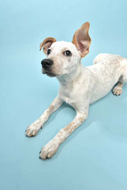 amandafoundation.org Plakát, Obraz - Rescue Animal - Cattle Dog mix puppy, amandafoundation.org, 26.7 × 40 cm