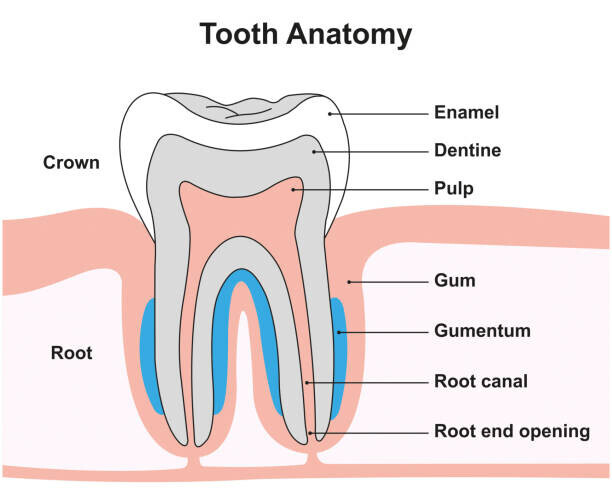 ALI DAMOUH/SCIENCE PHOTO LIBRARY Plakát, Obraz - Tooth anatomy, illustration, ALI DAMOUH/SCIENCE PHOTO LIBRARY, 40 × 30 cm